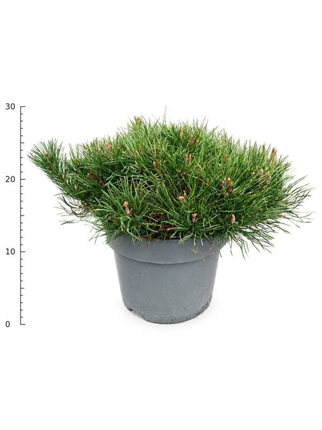 
                  
                    Pinus mugo 'Pumilio', hauteur indicative 30 cm, pot Ø 23 cm — photographie fournisseur représentative.
                  
                