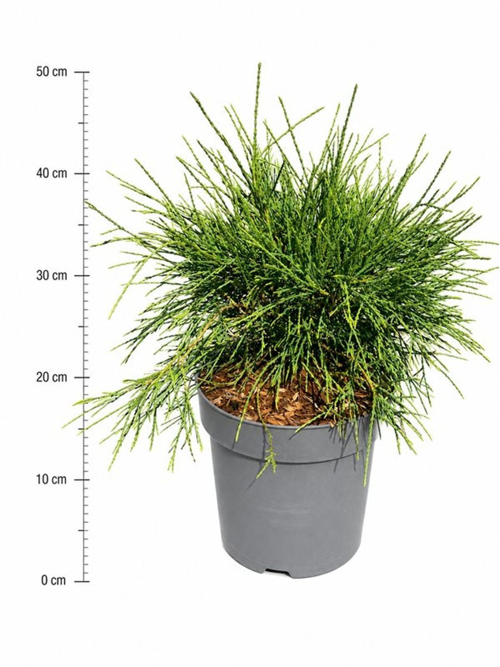 Thuja occidentalis 'Filiformis', hauteur indicative 50 cm, pot Ø 26 cm — photographie fournisseur représentative.