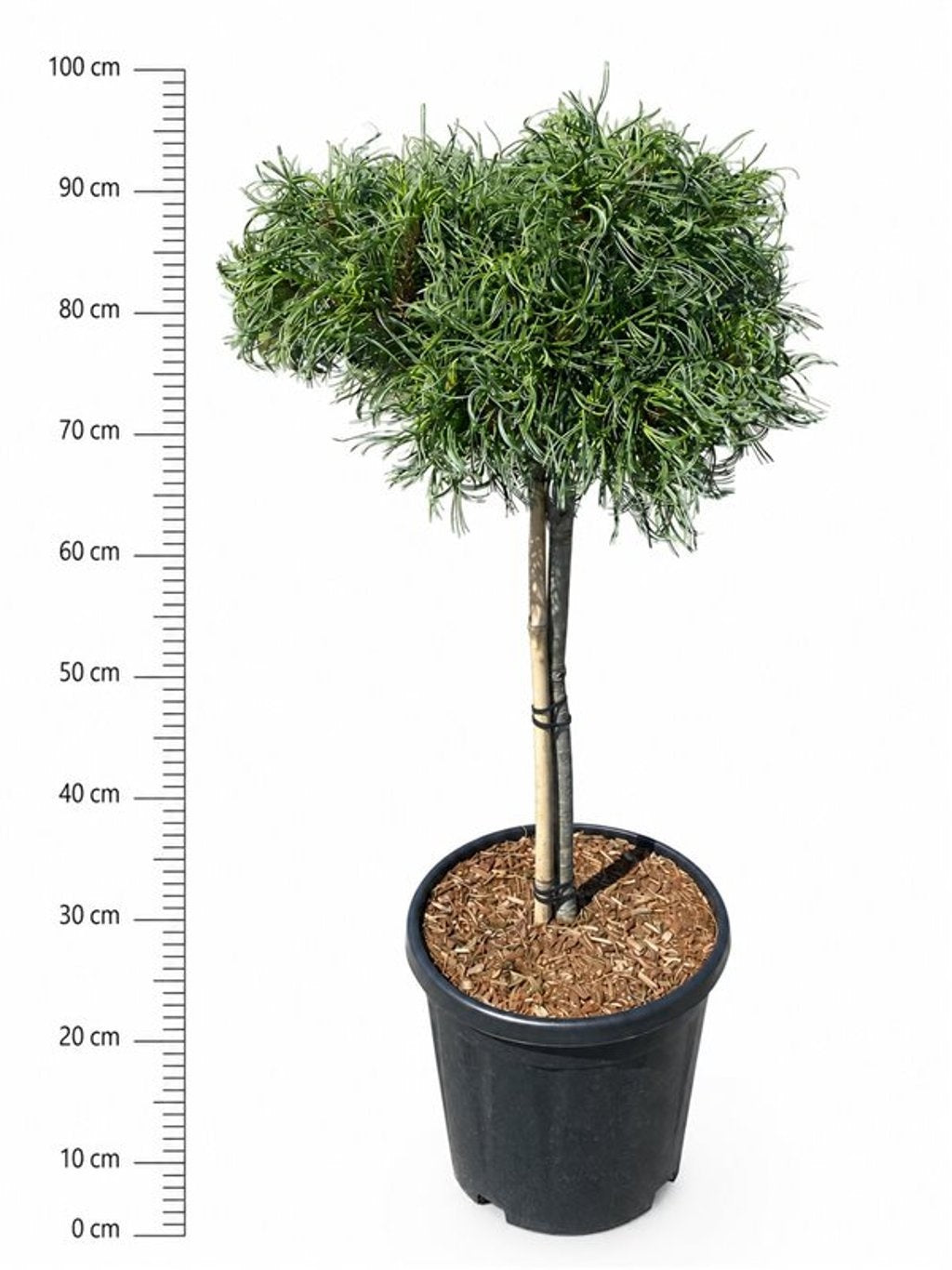 Pinus strobus 'Green Curls', hauteur indicative 95 cm, pot Ø 32 cm — photographie fournisseur représentative.