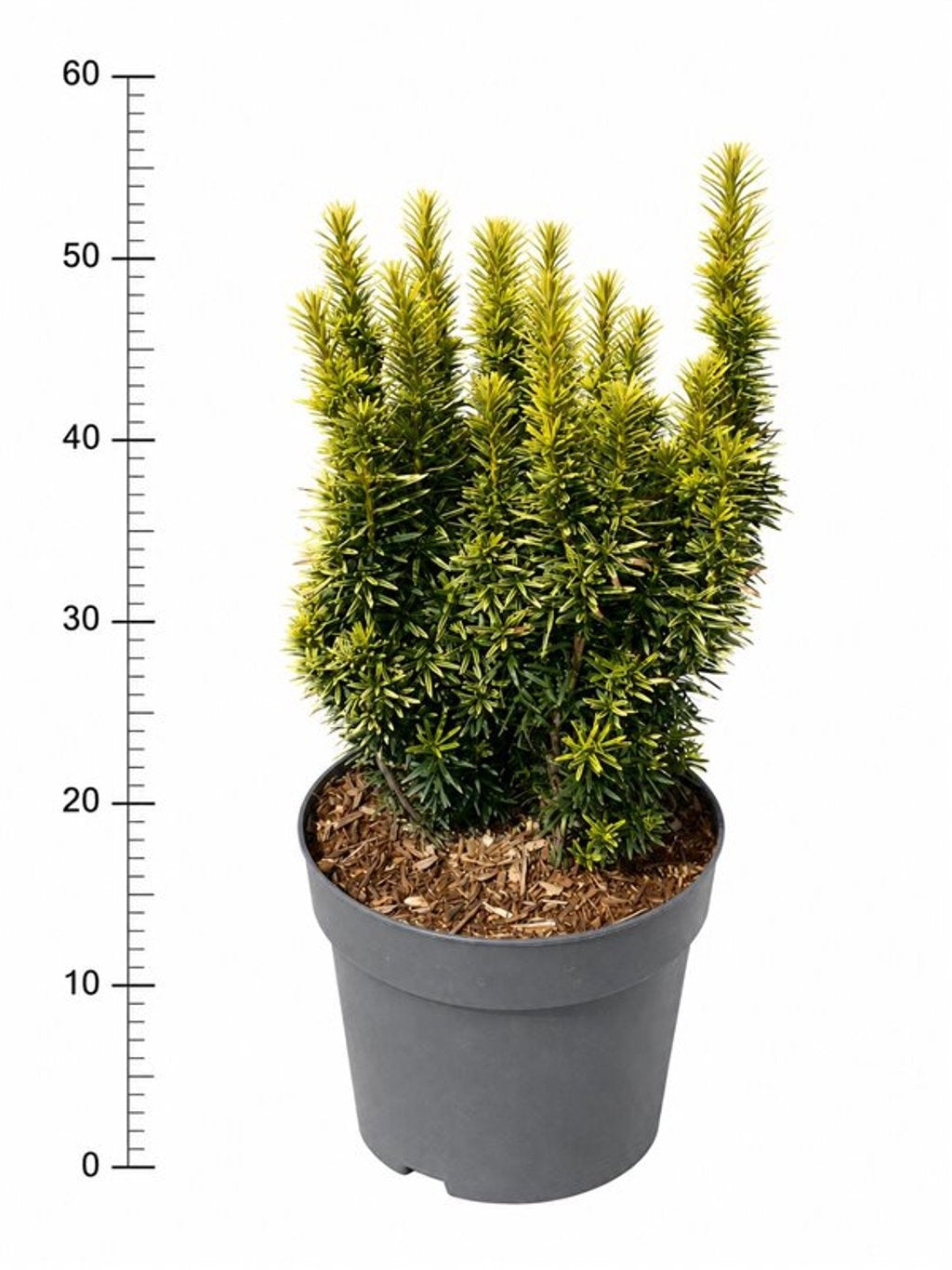 Taxus baccata 'David', hauteur indicative 60 cm, pot Ø 26 cm — photographie fournisseur représentative.