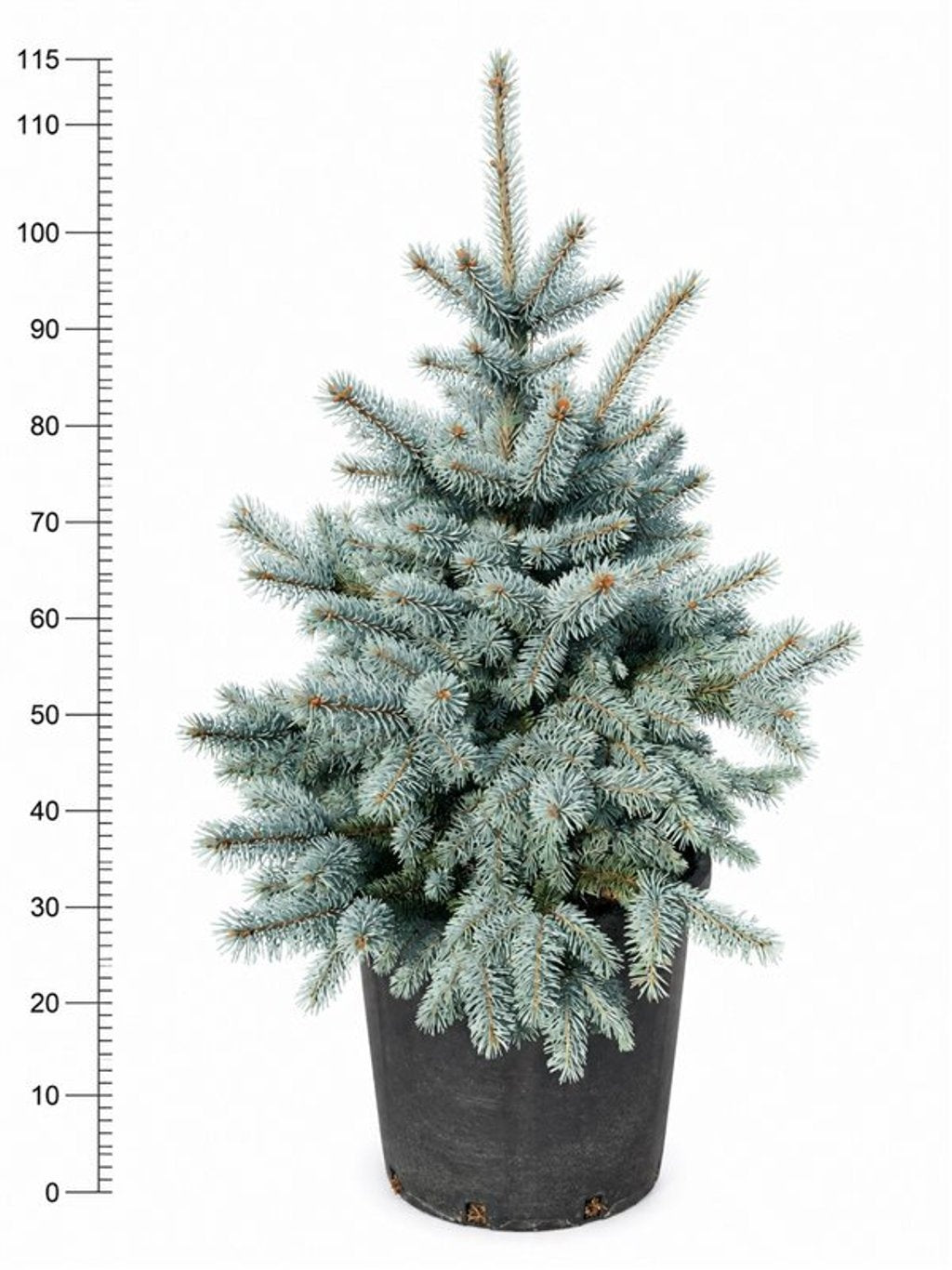 Picea pungens 'Oldenburg', hauteur indicative 115 cm, pot Ø 40 cm — photographie fournisseur représentative.