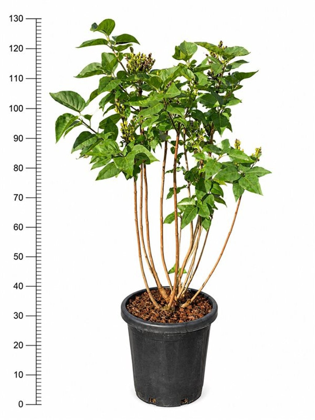 Syringa vulgaris 'Ruhm von Horstenstein', hauteur indicative 130 cm, pot Ø 38 cm — photographie fournisseur représentative.