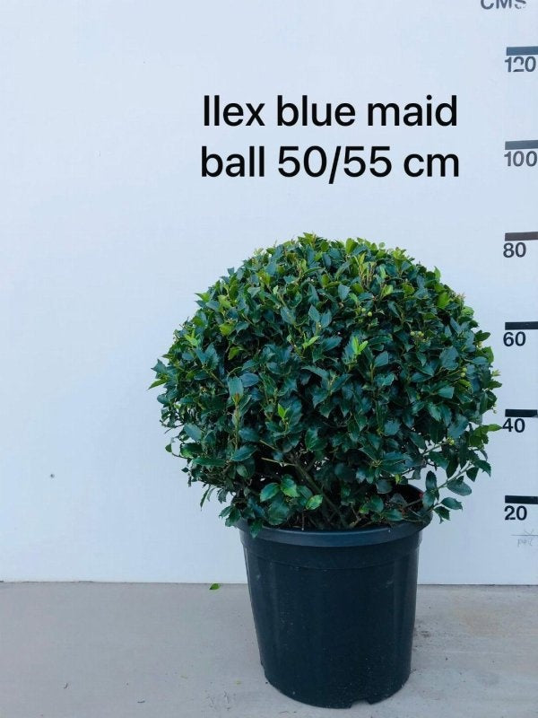 Ilex meserveae 'Blue Maid', hauteur indicative 90 cm, pot Ø 40 cm — photographie fournisseur représentative.