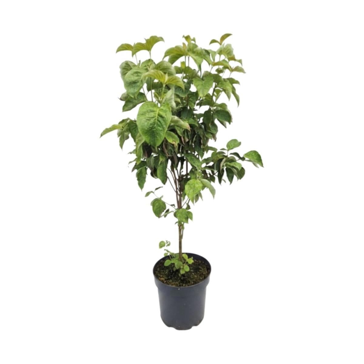 Cornus florida, hauteur indicative 70 cm, pot Ø 29 cm — photographie fournisseur représentative.