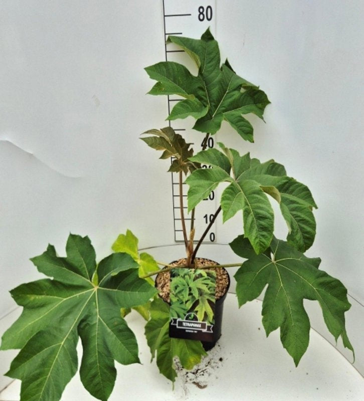 Tetrapanax papyrifer 'Rex', hauteur indicative 60 cm, pot Ø 29 cm — photographie fournisseur représentative.