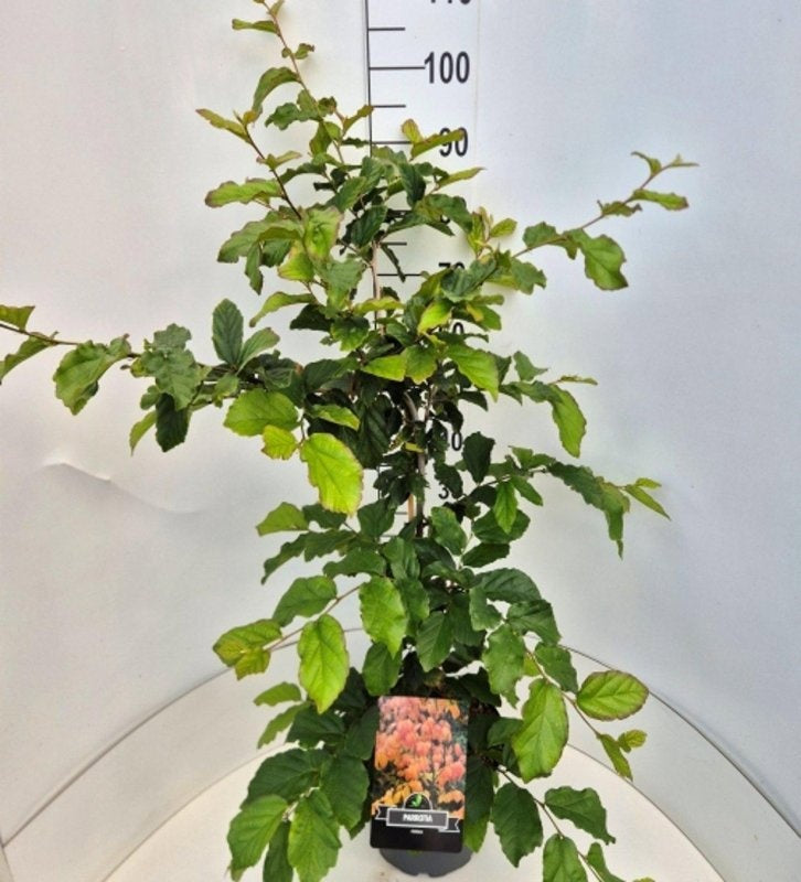 Parrotia persica 'Vanessa', hauteur indicative 120 cm, pot Ø 29 cm — photographie fournisseur représentative.