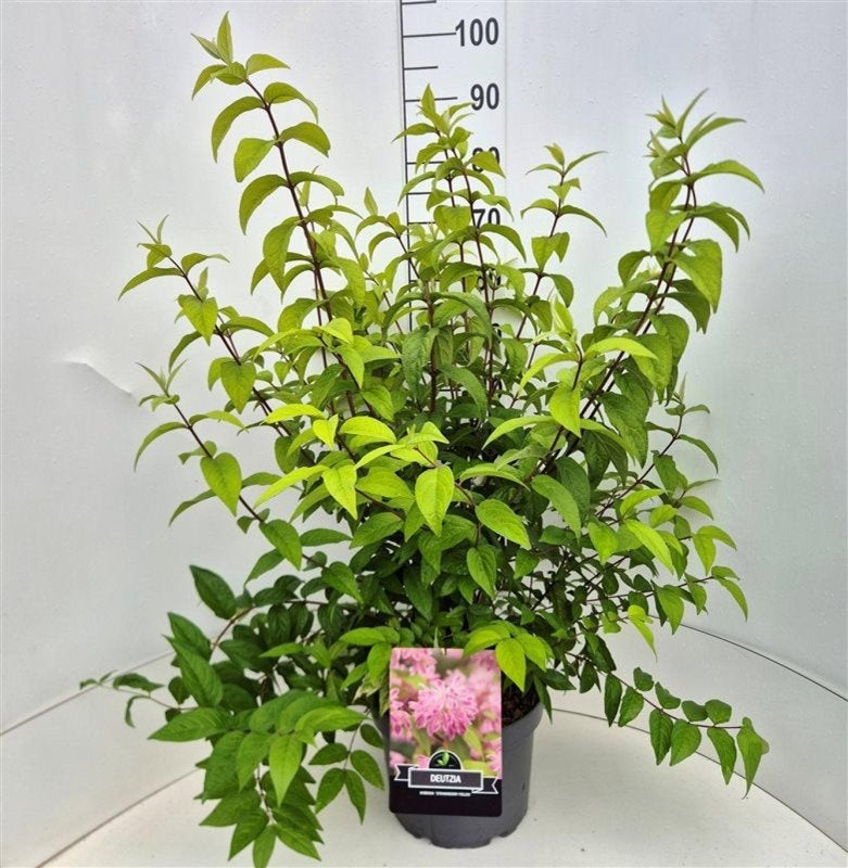 Deutzia hybrida 'Strawberry Fields', hauteur indicative 80 cm, pot Ø 29 cm — photographie fournisseur représentative.