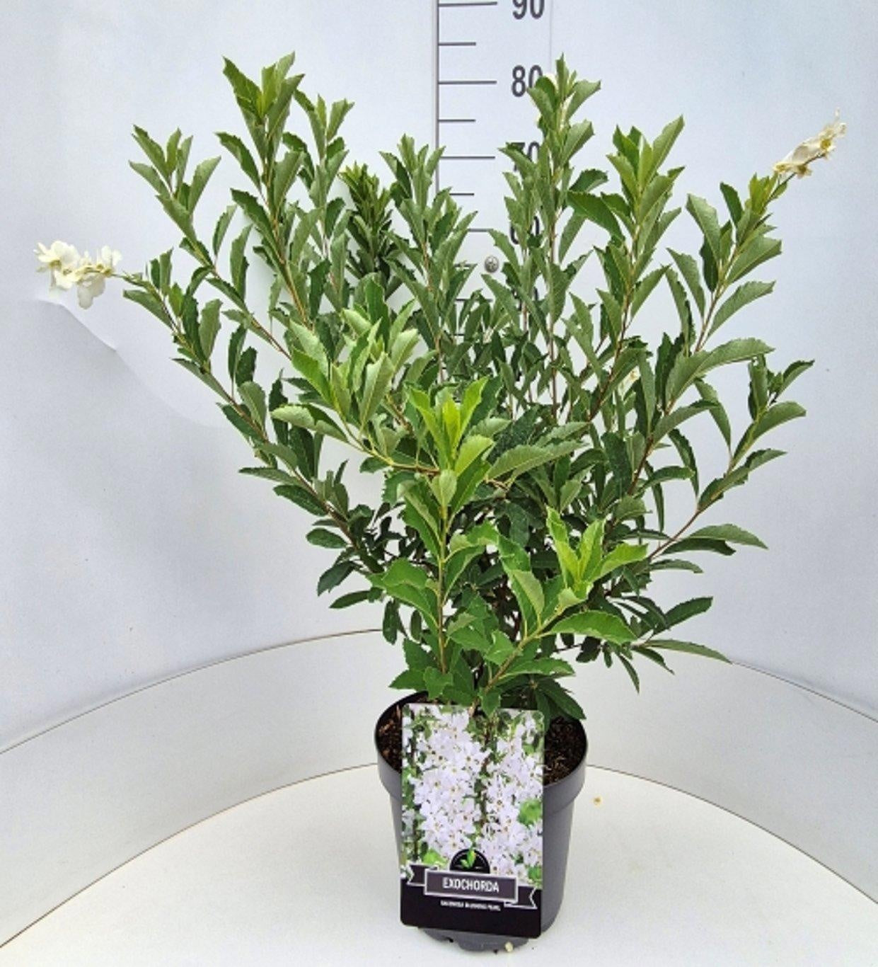 Exochorda racemosa 'Blushing Pearl', hauteur indicative 70 cm, pot Ø 29 cm — photographie fournisseur représentative.