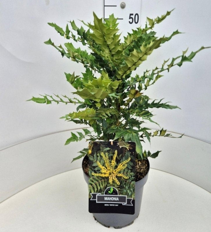 Mahonia media 'Winter Sun', hauteur indicative 70 cm, pot Ø 29 cm — photographie fournisseur représentative.