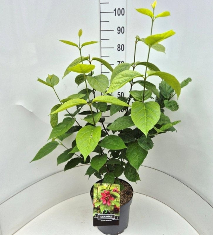 Calycanthus raulstonii 'Hartlage Wine', hauteur indicative 100 cm, pot Ø 29 cm — photographie fournisseur représentative.