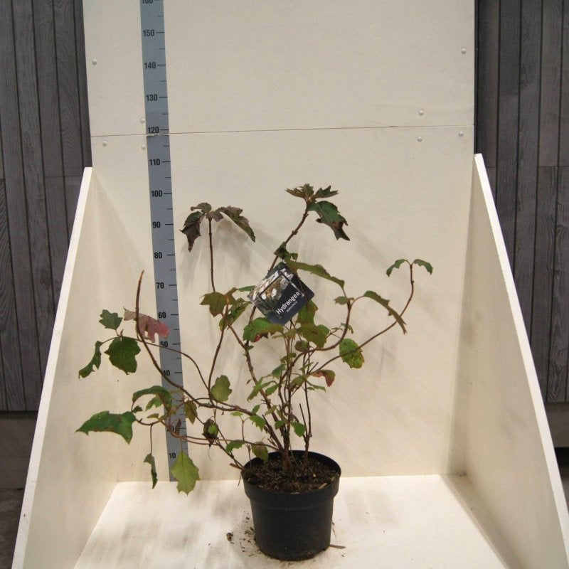 Hydrangea quercifolia, hauteur indicative 100 cm, pot Ø 29 cm — photographie fournisseur représentative.