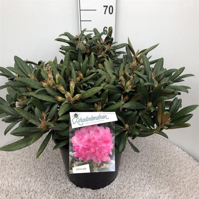 Rhododendron yakushimanum 'Kalinka', hauteur indicative 60 cm, pot Ø 40 cm — photographie fournisseur représentative.