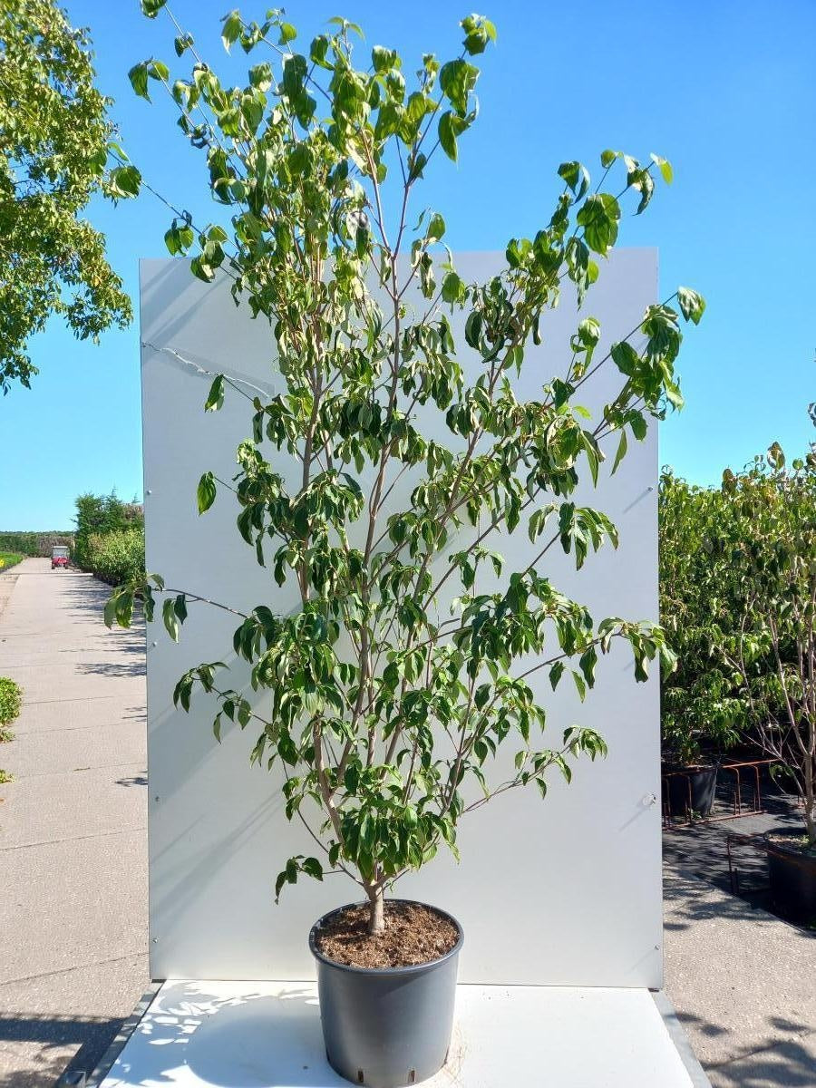 
                  
                    Cornus kousa 'China Girl', hauteur indicative 220 cm, pot Ø 40 cm — photographie fournisseur représentative.
                  
                