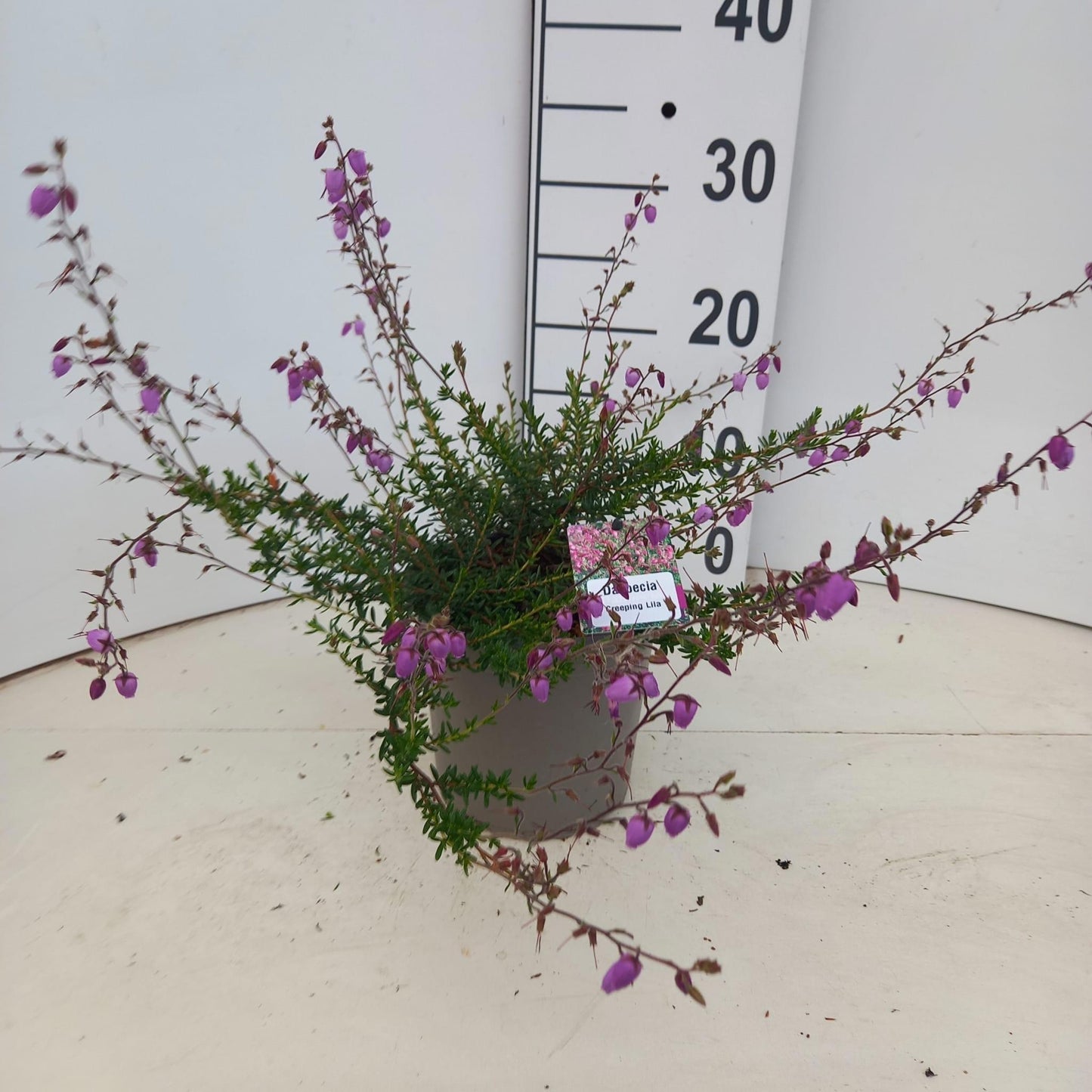 Daboecia cantabrica 'Creeping Lila', hauteur indicative 30 cm, pot Ø 15 cm — photographie fournisseur représentative.