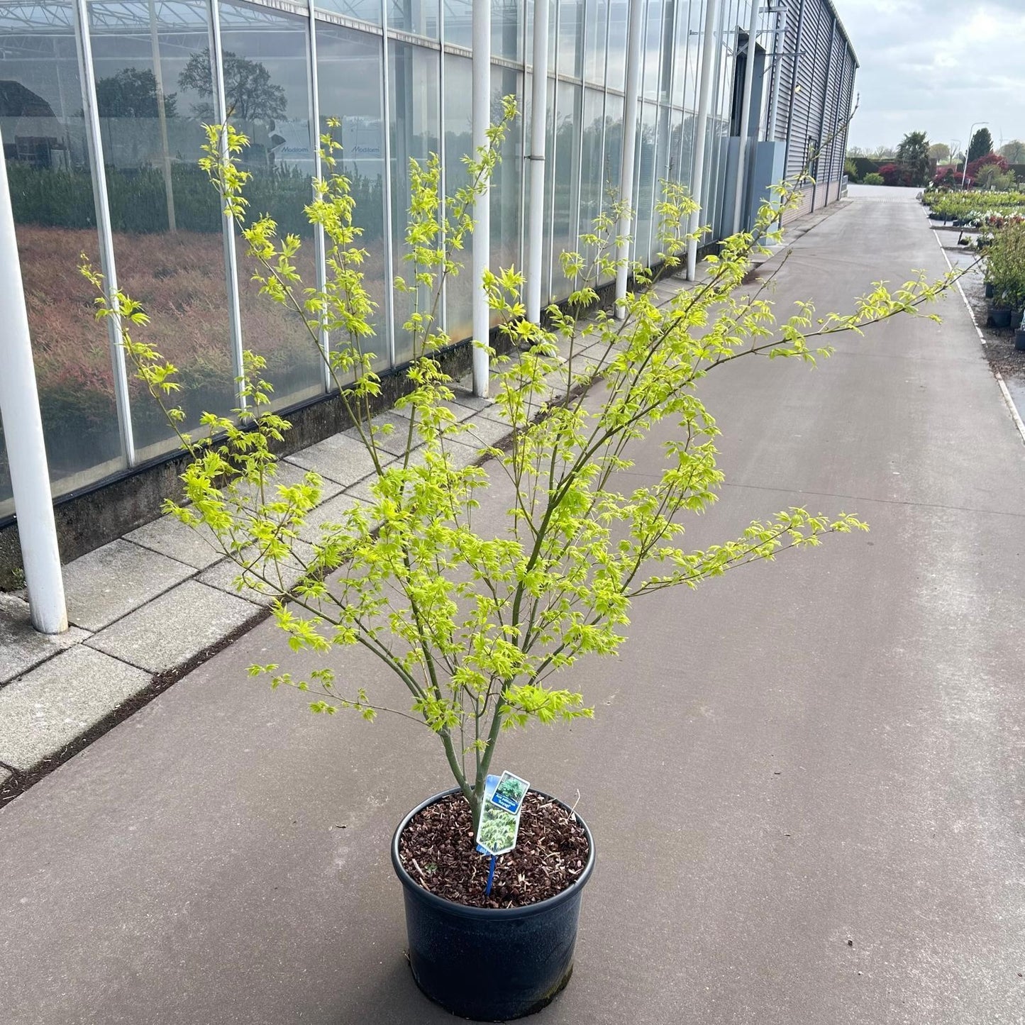 Acer palmatum 'Aoyagi', hauteur indicative 125 cm, pot Ø 37 cm — photographie fournisseur représentative.