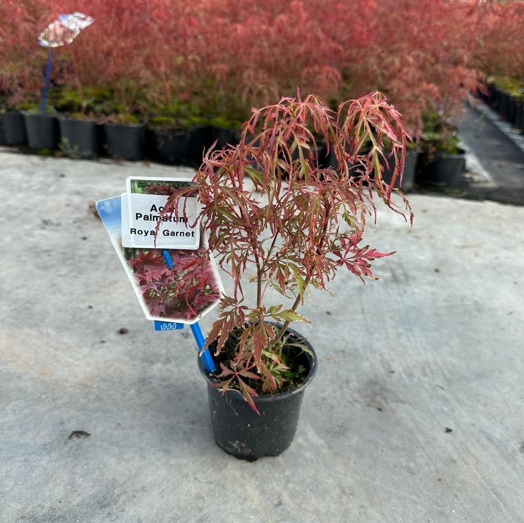 Acer palmatum 'Royal Garnet', hauteur indicative 30 cm, pot Ø 10 cm — photographie fournisseur représentative.