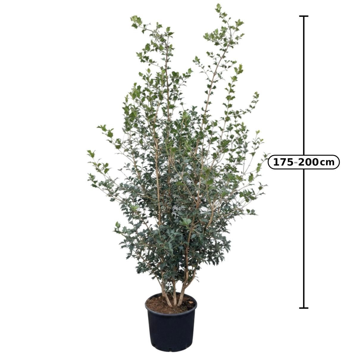 
                  
                    Osmanthus heterophyllus  — hauteur 220 cm, illustration du format vendu par lot de 4 plantes
                  
                