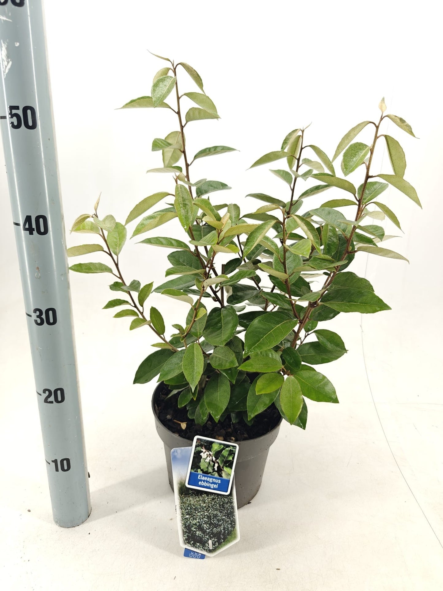 
                  
                    Elaeagnus ebbingei buissonnant — hauteur 40 cm, illustration du format vendu par lot de 20 plantes
                  
                