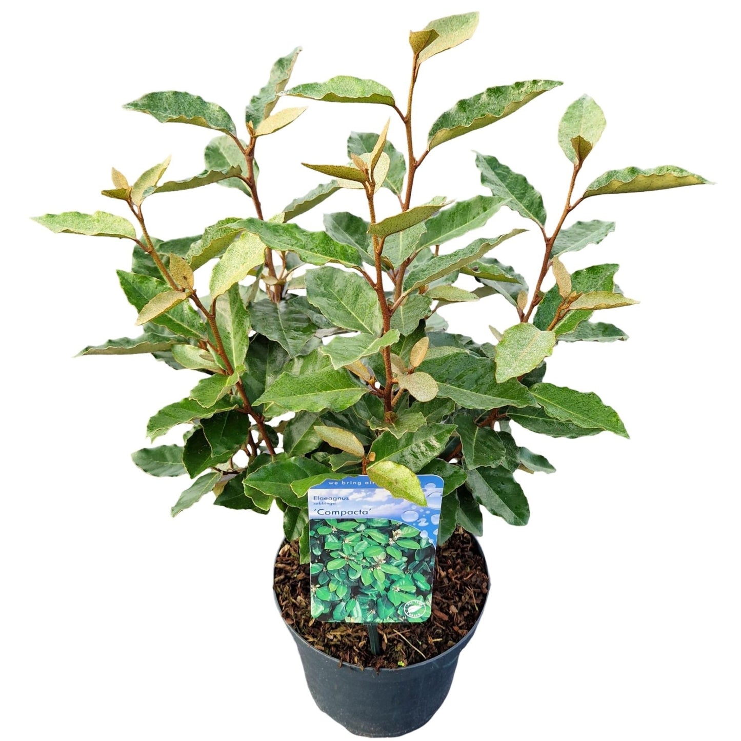 
                  
                    Elaeagnus ebbingei Compacta buissonnant — hauteur 35 cm, illustration du format vendu par lot de 20 plantes
                  
                
