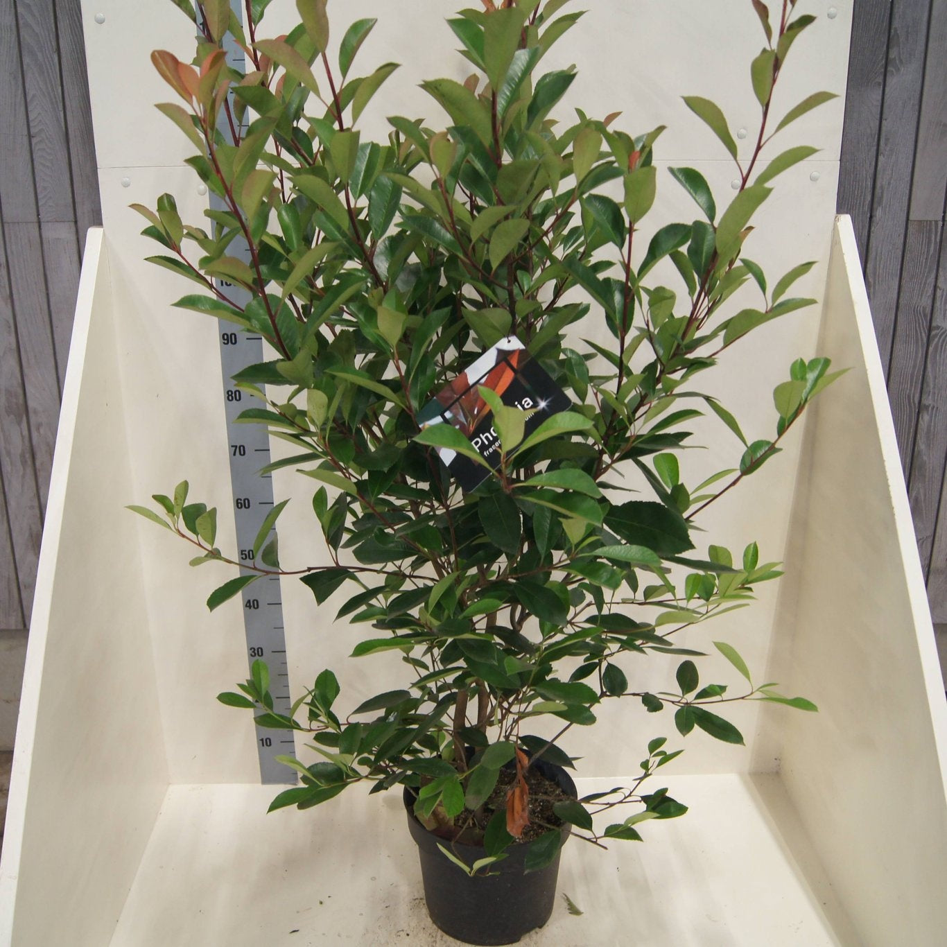 
                  
                    Photinia Red Robin buissonnant — hauteur 120 cm, illustration du format vendu par lot de 10 plantes
                  
                