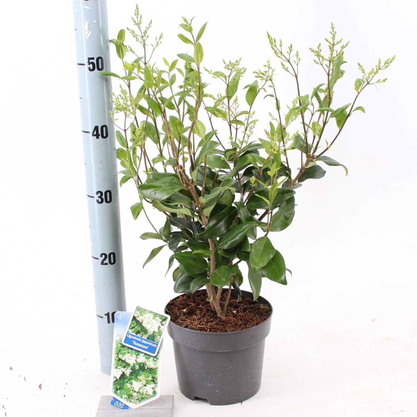
                  
                    Troène du Japon Texanum buissonnant — hauteur 45 cm, illustration du format vendu par lot de 24 plantes
                  
                