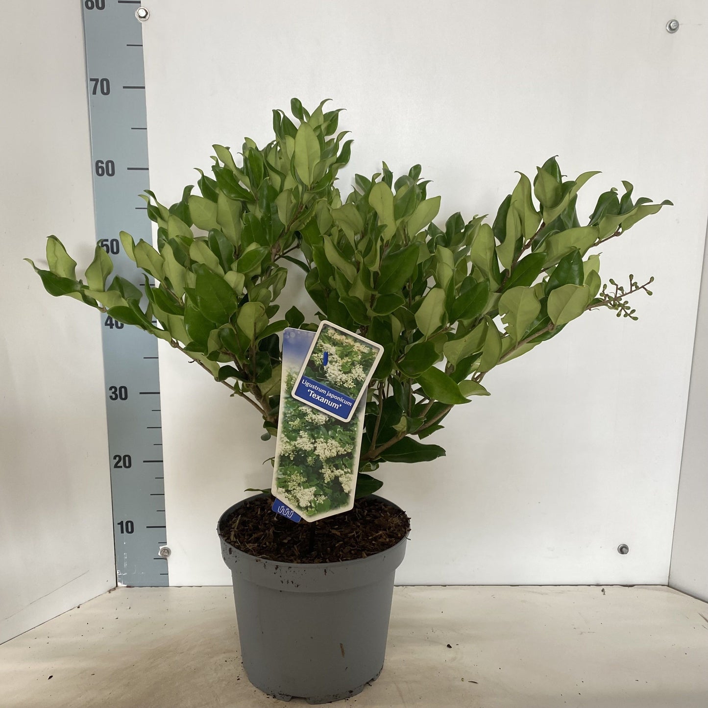
                  
                    Troène du Japon Texanum buissonnant — hauteur 70 cm, illustration du format vendu par lot de 17 plantes
                  
                
