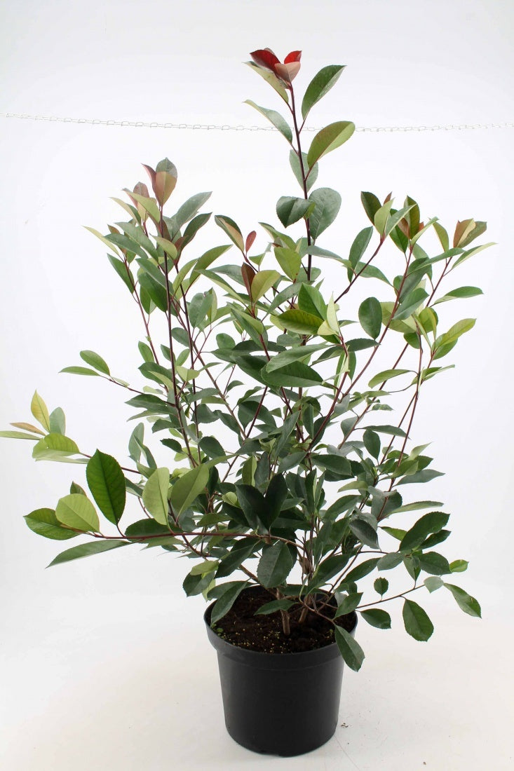 
                  
                    Photinia Red Robin buissonnant — hauteur 100 cm, illustration du format vendu par lot de 18 plantes
                  
                