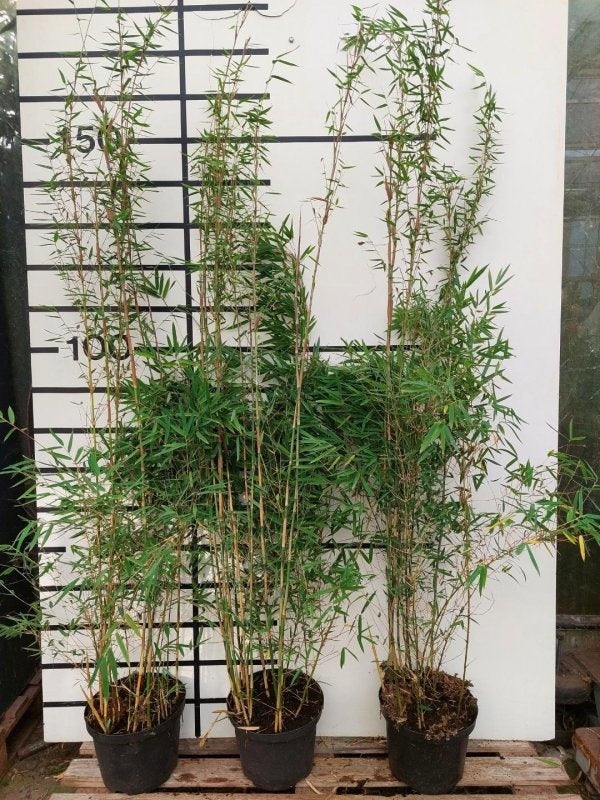 Fargesia 'Benniel', photo illustrative de sujets en pots de culture, offre professionnelle par 15 plantes
