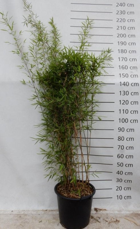 Fargesia nitida 'Black Pearl', vue d’un plant de 220 cm en pot de 48 cm du lot de 4