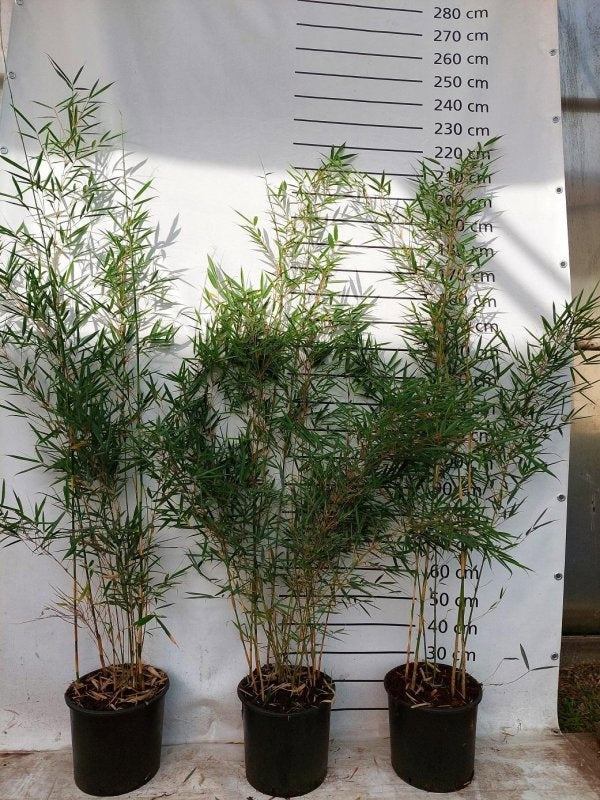 Fargesia robusta 'Campbell', photographie fournisseur illustrative de bambous en pots de culture, offre professionnelle par 5 plantes