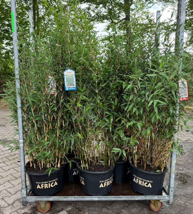 Fargesia denudata, photographie fournisseur illustrative de bambous en pots de culture, offre professionnelle par 5 plantes