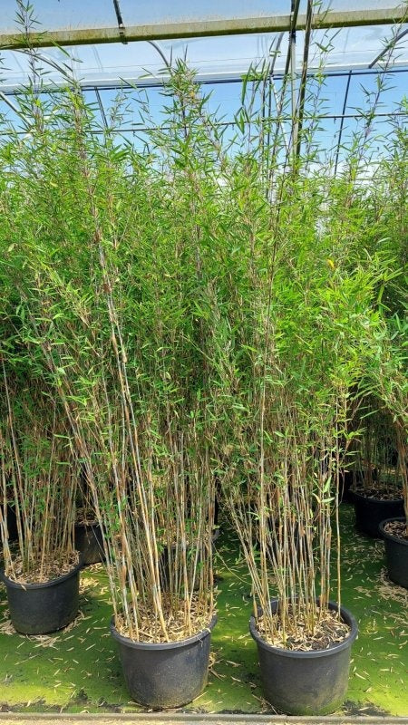 Fargesia nitida 'Gerry', photographie fournisseur illustrative de bambous en pots de culture, offre professionnelle par 3 plantes