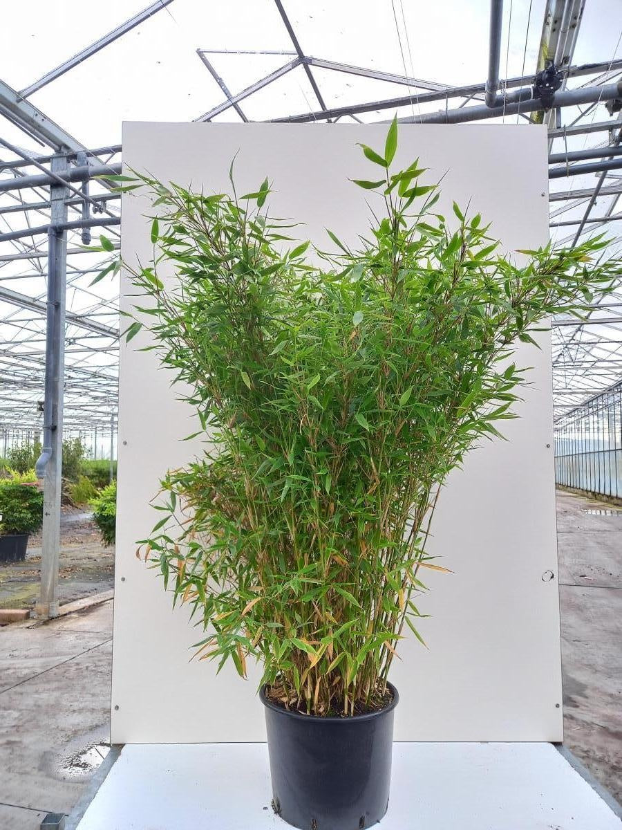 Fargesia murielae ‘Jumbo’, sujet illustratif en pot de culture, offre professionnelle par lot de 5 plantes