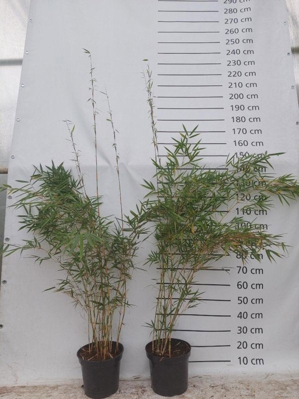 Fargesia robusta ‘Pingwu’, photo fournisseur illustrative de deux bambous en pots, offre par lot de 15 plantes