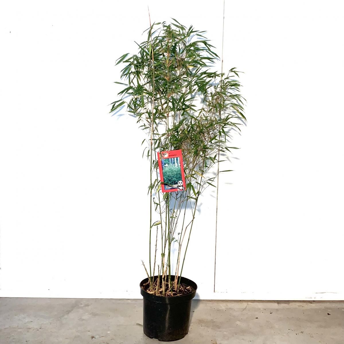 Fargesia rufa, vue d’un plant de 100 cm en pot de 23 cm du lot de 34