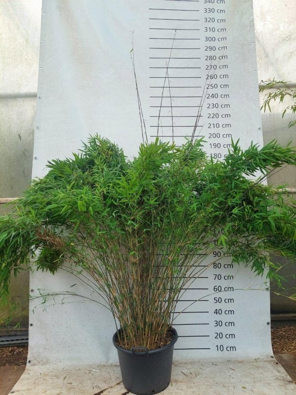 Fargesia nitida 'Volcano', vue d’un plant de 150 cm en pot de 48 cm du lot de 5