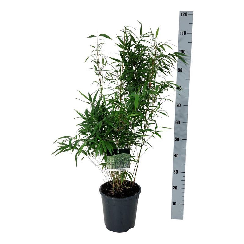 Fargesia robusta ‘Wenchuan’, sujet illustratif en pot de culture, offre professionnelle par lot de 17 plantes