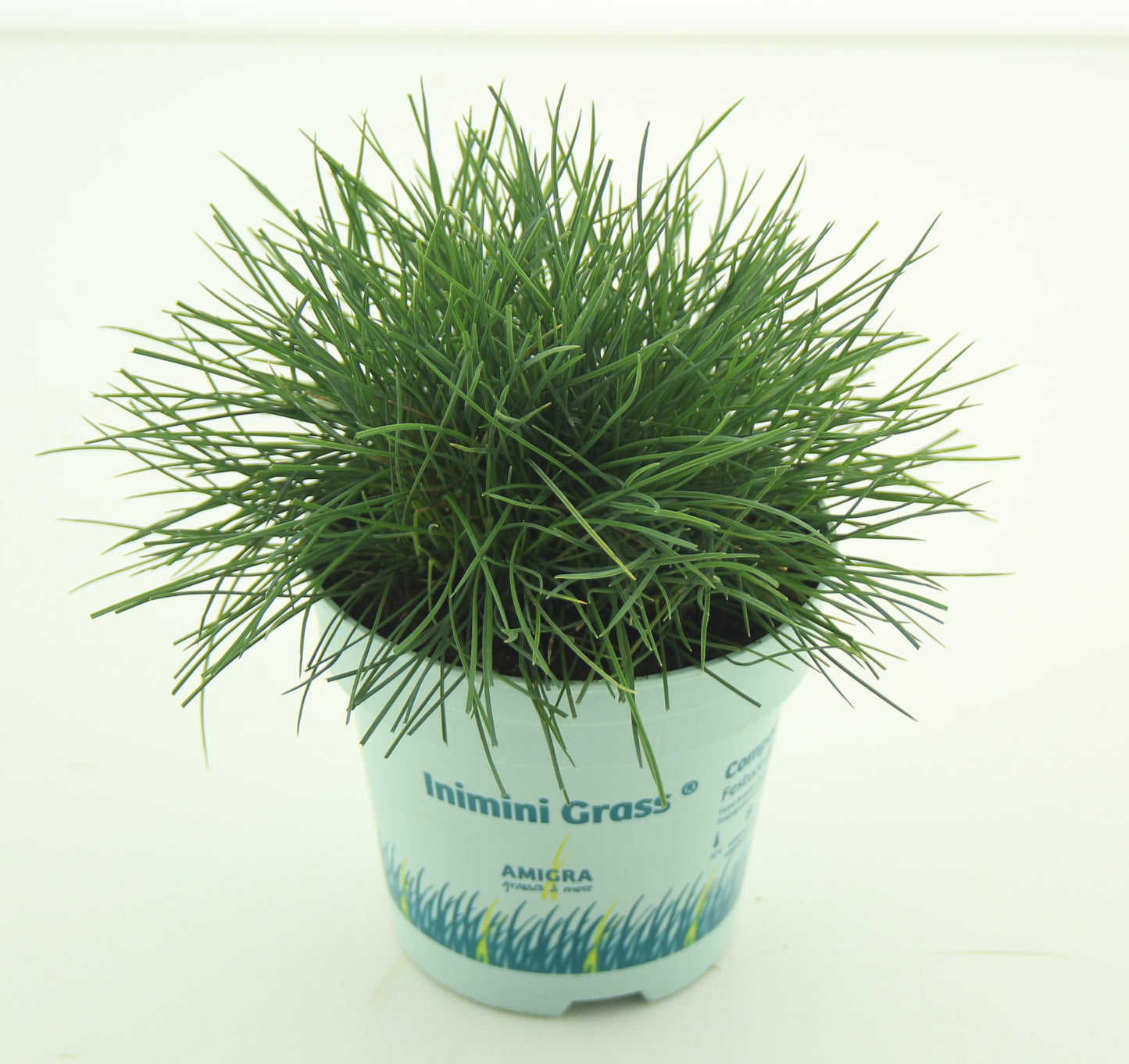 Festuca glauca Compacta Blue en pot de culture, photo fournisseur d’un plant représentatif du lot de 60 graminées