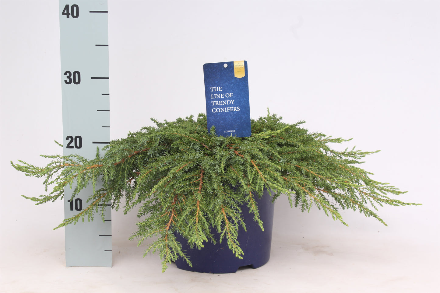 Juniperus communis 'Green Carpet', hauteur 40 cm, pot de 23 cm, photo de la référence Nieuwkoop F00003665