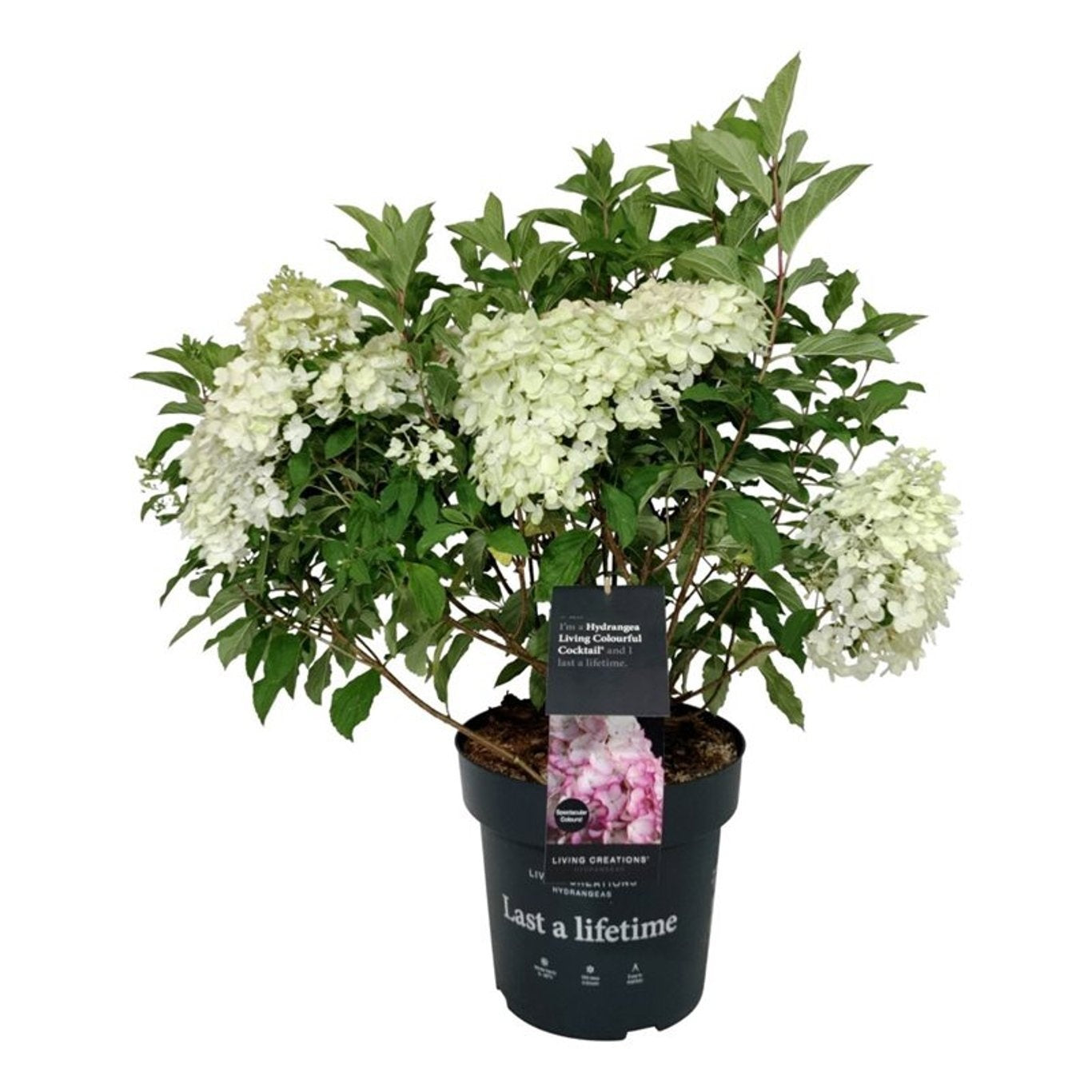 Hydrangea paniculata 'Living Colourful Cocktail' en pot de culture, photographie fournisseur représentative du lot de 9 plantes