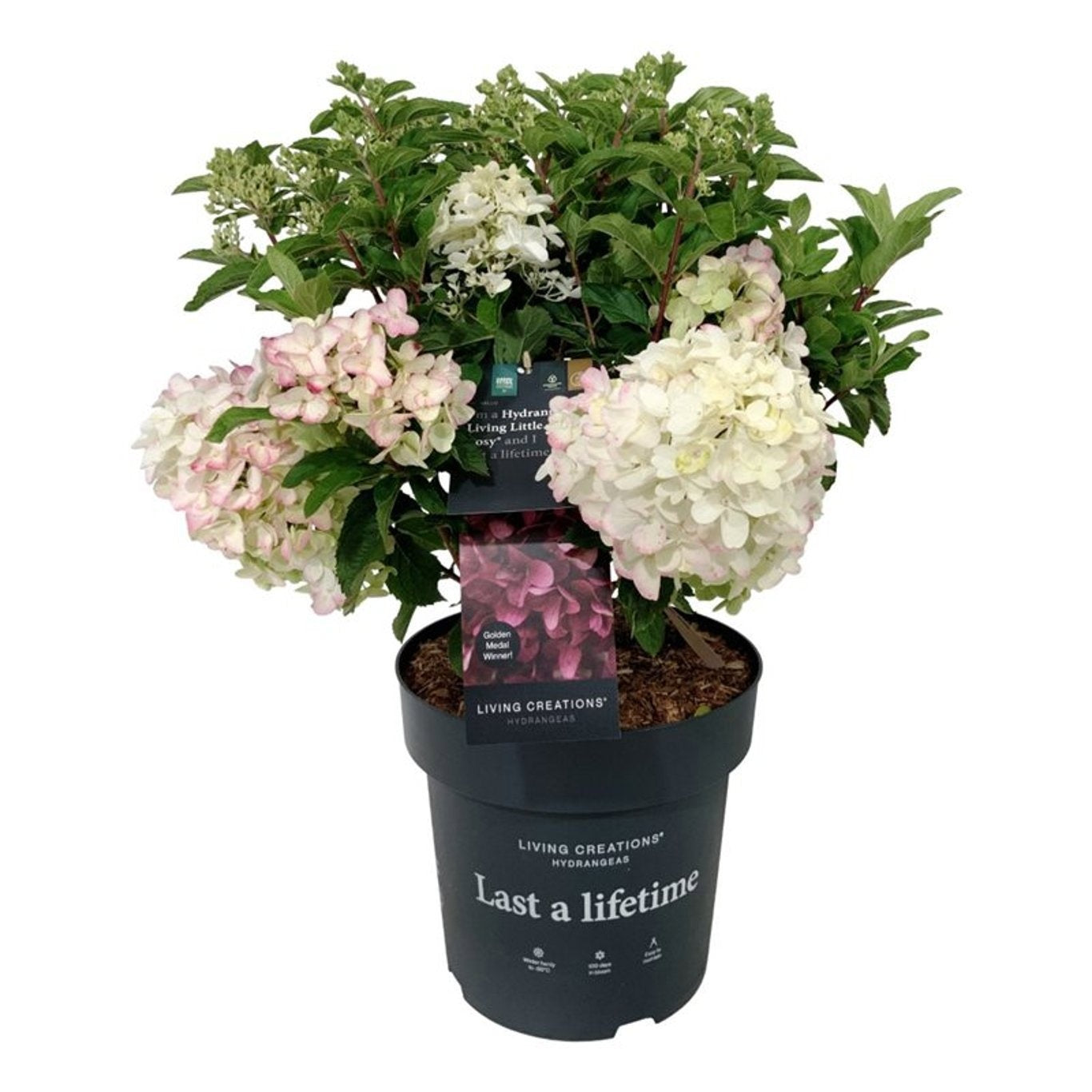 Hydrangea paniculata 'Living Little Rosy' en pot de culture, photographie fournisseur représentative du lot de 9 plantes