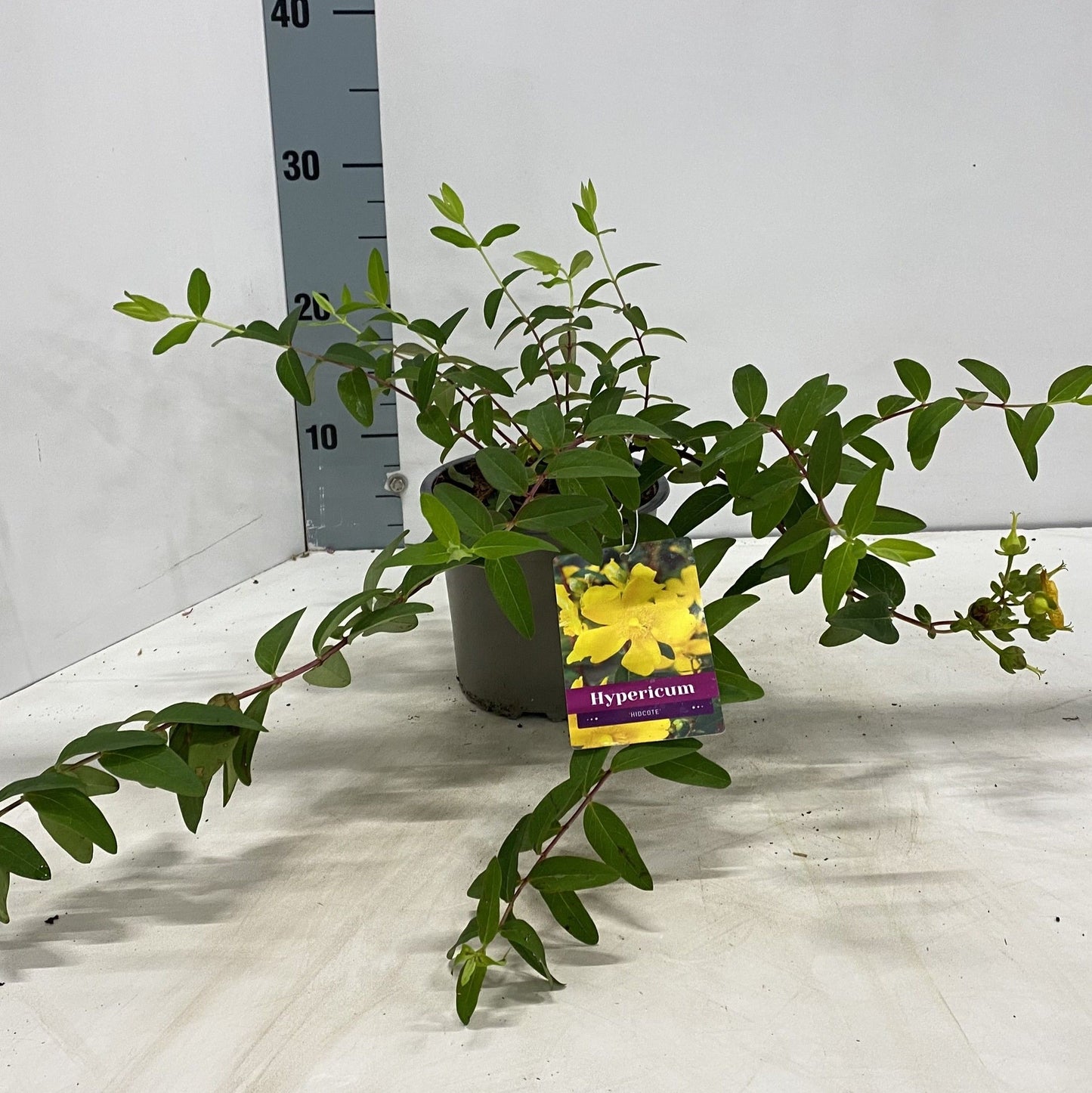 Hypericum 'Hidcote' en pot de culture, plant représentatif du lot de 30 plantes