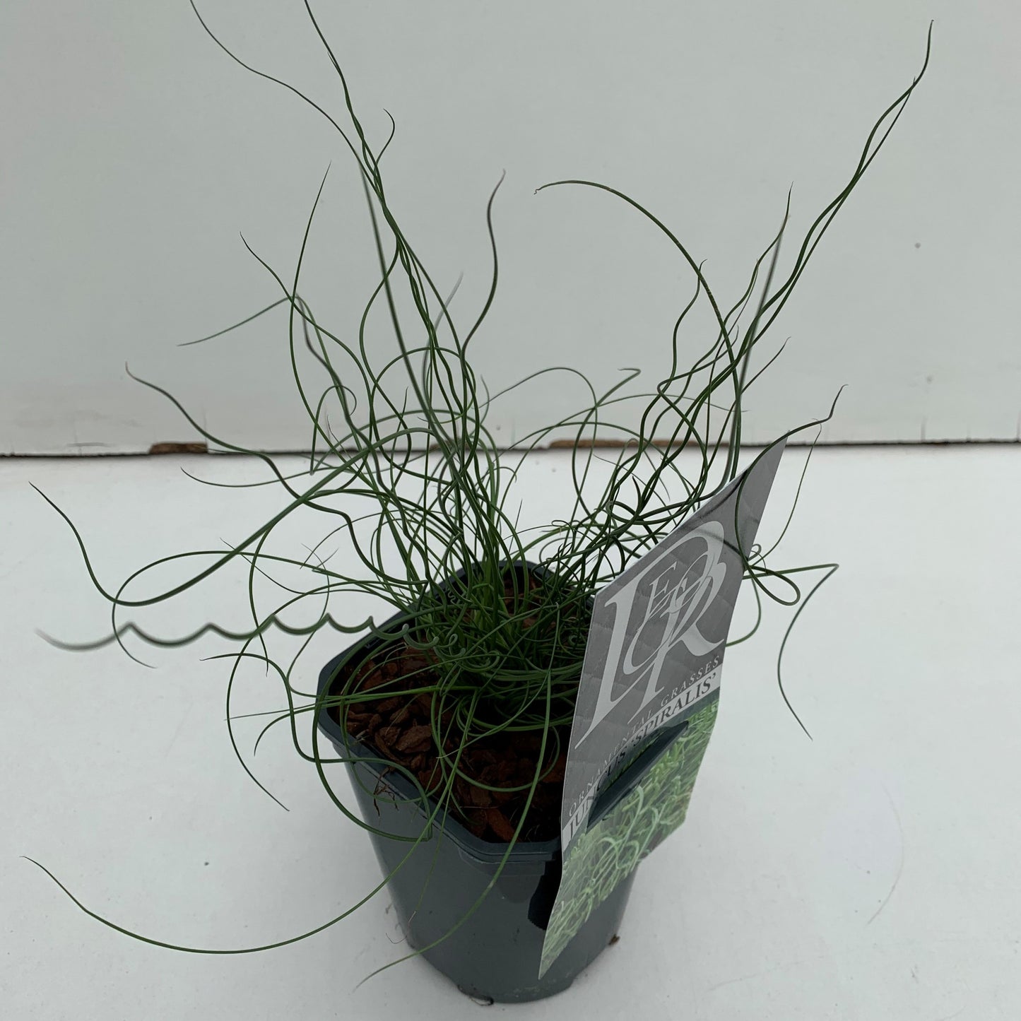 Juncus effusus ‘Spiralis’ aux tiges en spirales, photo fournisseur d’un plant représentatif du lot de 10 plantes