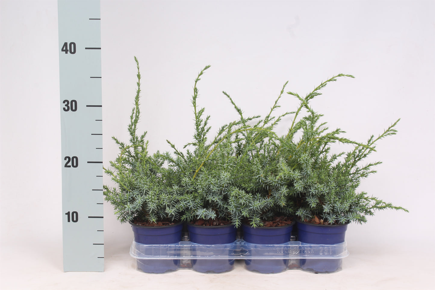 Juniperus chinensis ‘Blue Alps’, photo fournisseur illustrative de jeunes conifères en pots, offre par lot de 11 plantes