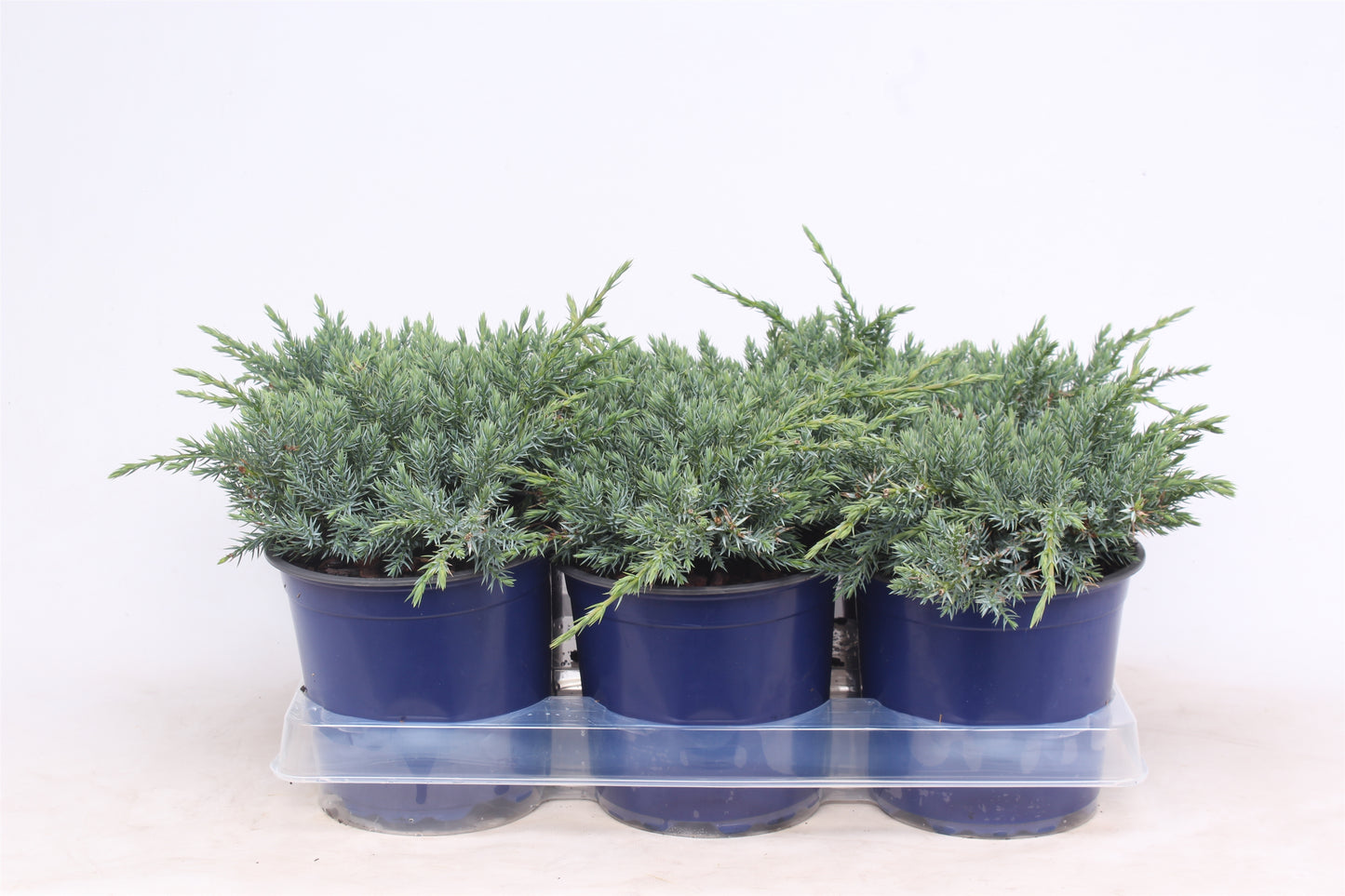 Juniperus squamata ‘Blue Carpet’, photo fournisseur illustrative de conifères rampants en pots de culture, offre par lot de 6 plantes