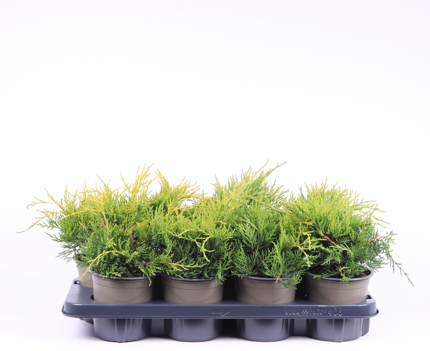 Juniperus x pfitzeriana ‘Gold Coast’ en buissons, photo fournisseur illustrative du lot de 6 plantes en pots de culture
