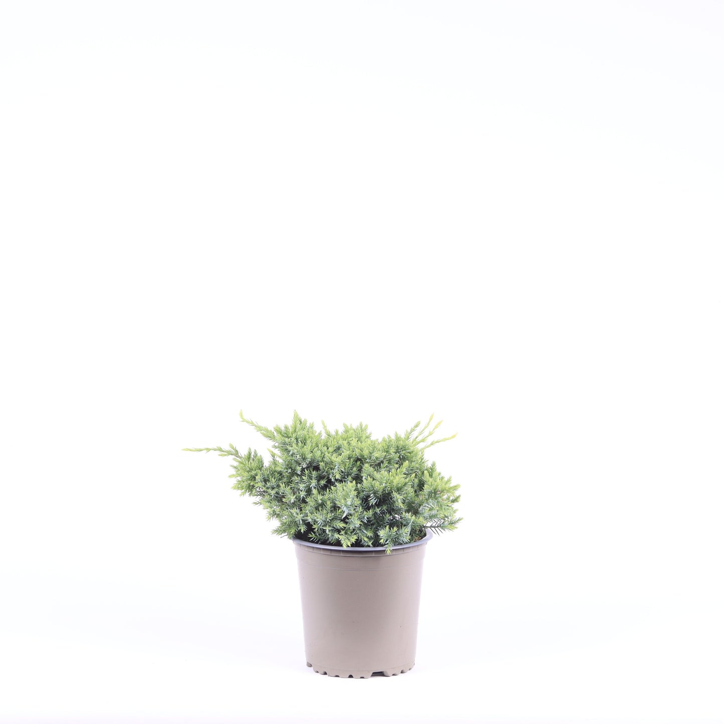 Juniperus squamata ‘Holger’ en buisson dans son pot de culture, photo fournisseur représentative du lot de 6 plantes