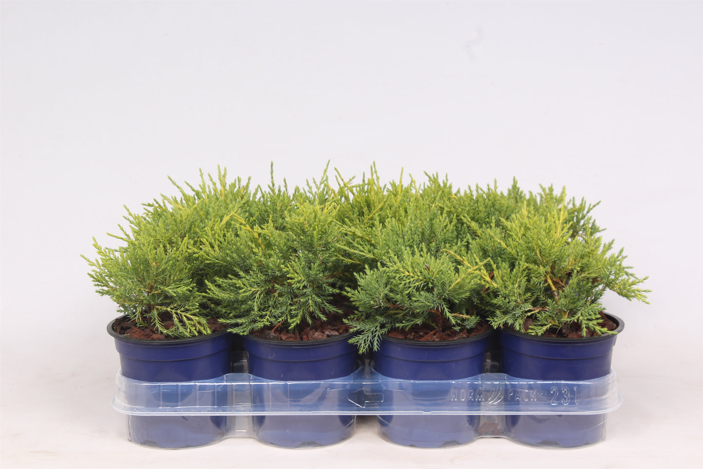 Juniperus x pfitzeriana ‘Old Gold’, photo fournisseur illustrative de jeunes conifères dorés en pots, offre par lot de 11 plantes