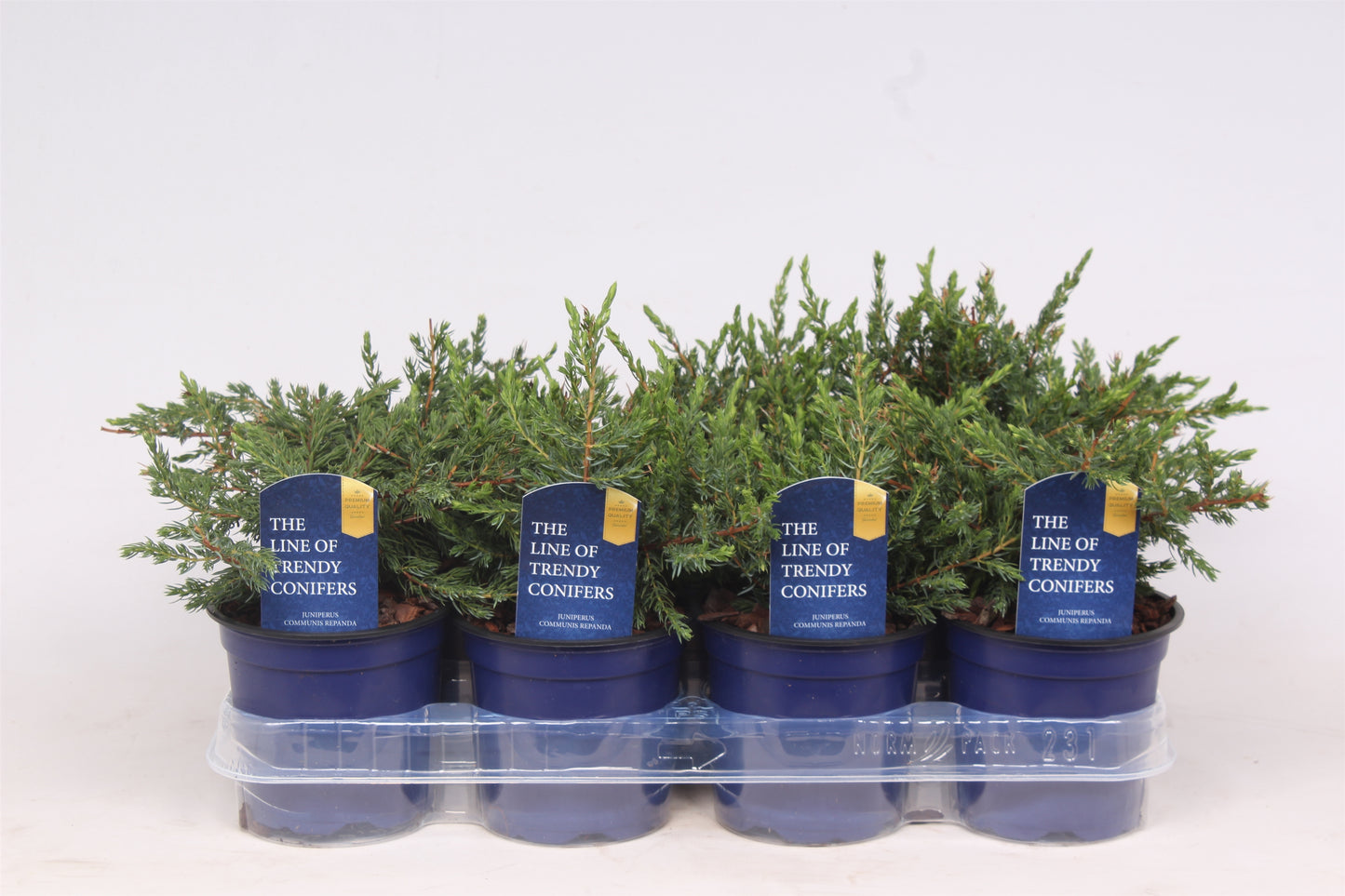 Juniperus communis ‘Repanda’, photo fournisseur illustrative de jeunes genévriers rampants en pots, offre par lot de 11 plantes