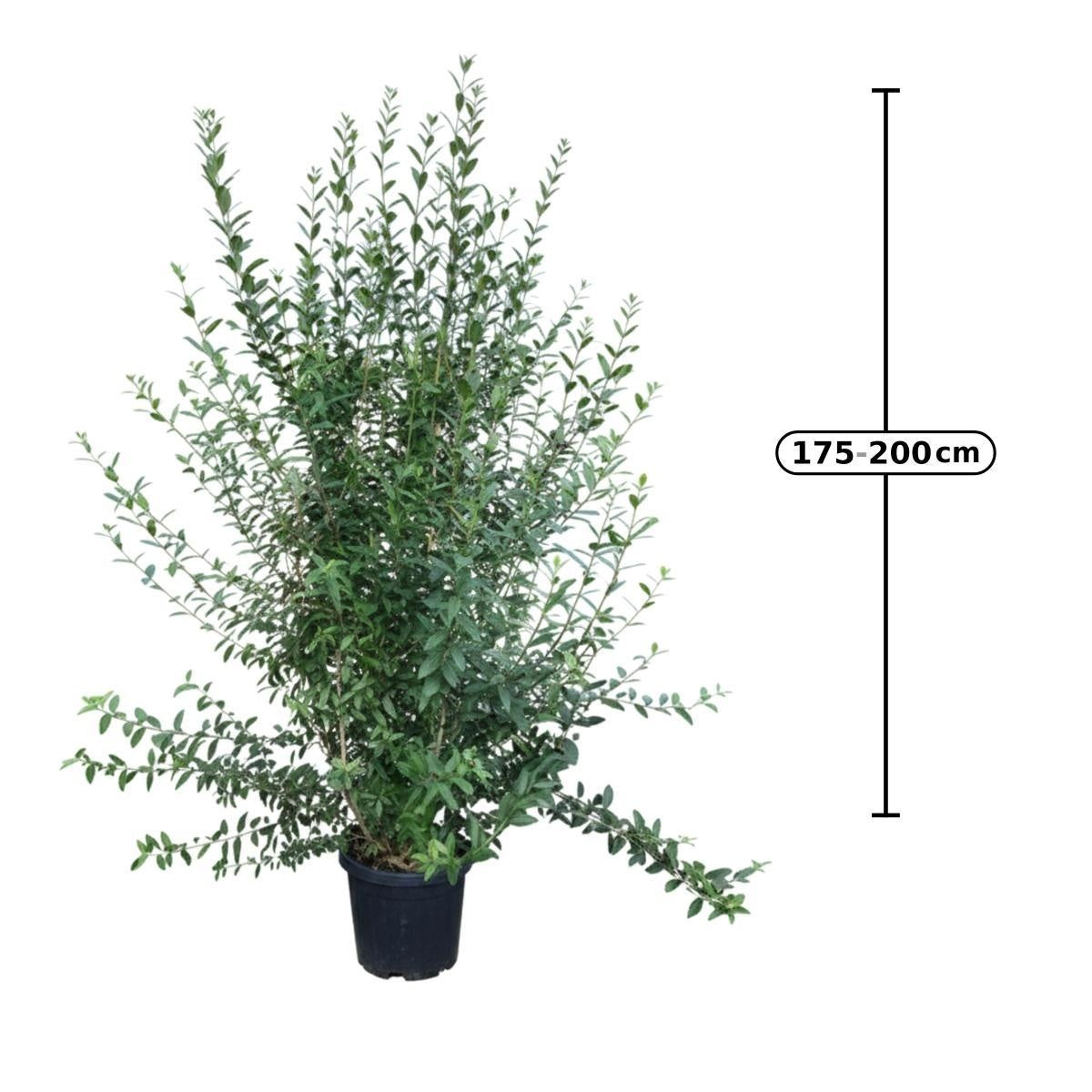 Ligustrum vulgare 'Atrovirens' en pot de culture — visuel fournisseur d’un sujet représentatif, référence F00014484 ; offre NATURA par lot de 7 plantes.